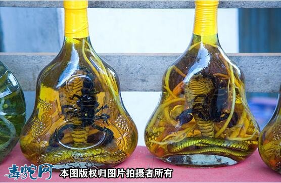 眼镜蛇怎么泡酒