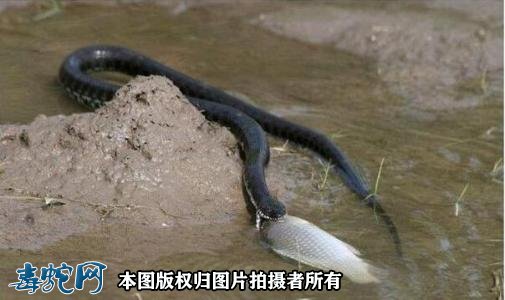 水蛇吃鱼怎么办