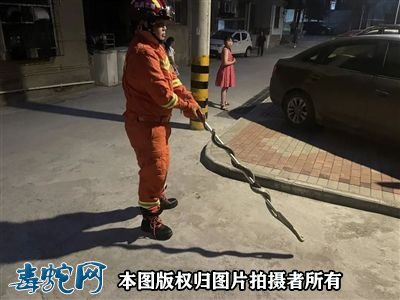 咸宁蛇出没!消防大队已捕获35条大蛇!