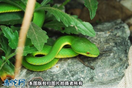 竹叶青蛇的药用功效