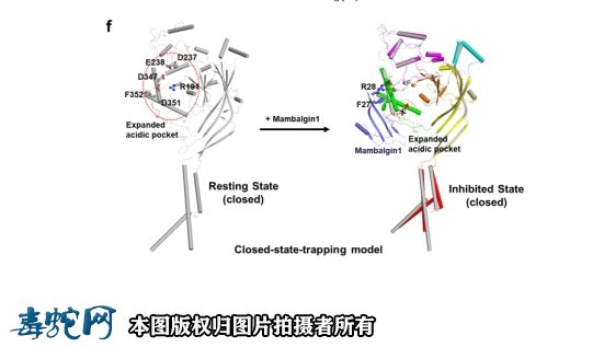 黑曼巴蛇用途