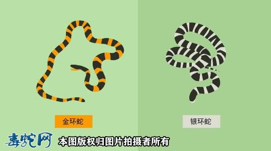 金环蛇和银环蛇是近亲吗?