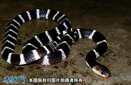 金环蛇和银环蛇是近亲吗?