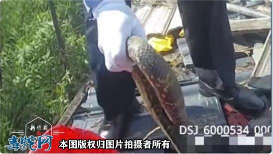 牡丹江一民宅蛇出没!1.7米蛇被民警徒手抓住!