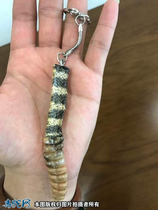 响尾蛇的尾巴多少钱？