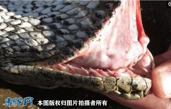 蟒蛇牙齿图3