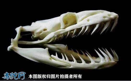 蟒蛇牙齿图4