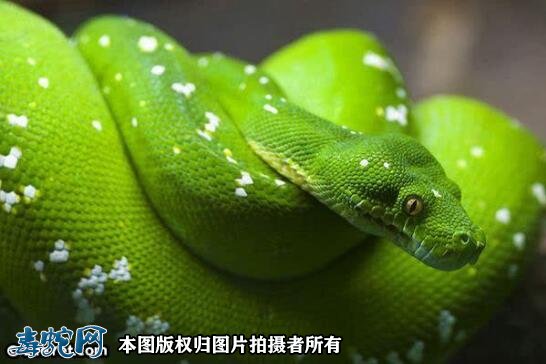蟒蛇科图片5