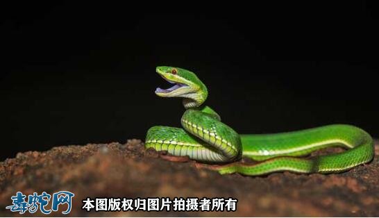 翠青蛇和竹叶青哪个速度快?