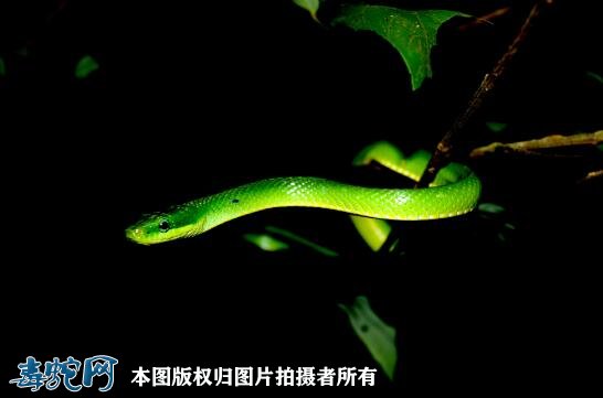 翠青蛇和竹叶青哪个速度快？