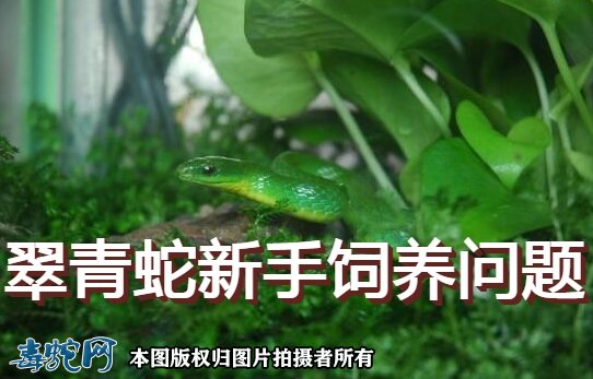 翠青蛇新手饲养问题