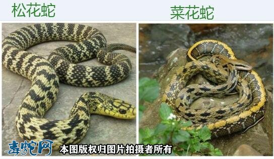 松花蛇和菜花蛇的区别图1