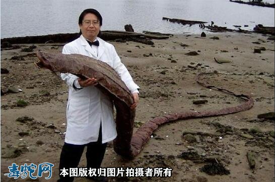 巨大海蛇的照片4