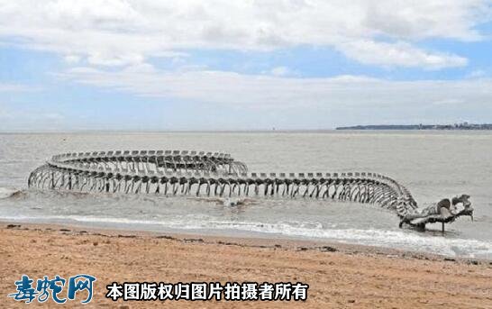 巨大海蛇的照片6