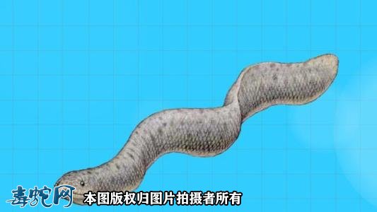 巨大海蛇的照片7