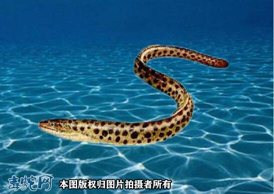 海蛇鳗图1