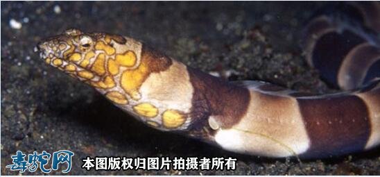 海蛇鳗图6