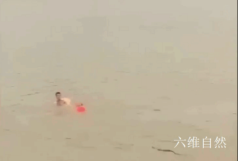 湖南两男子在河中游泳被眼镜蛇追咬!