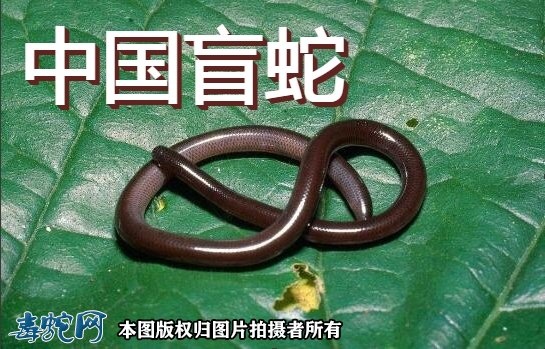 中国盲蛇图1