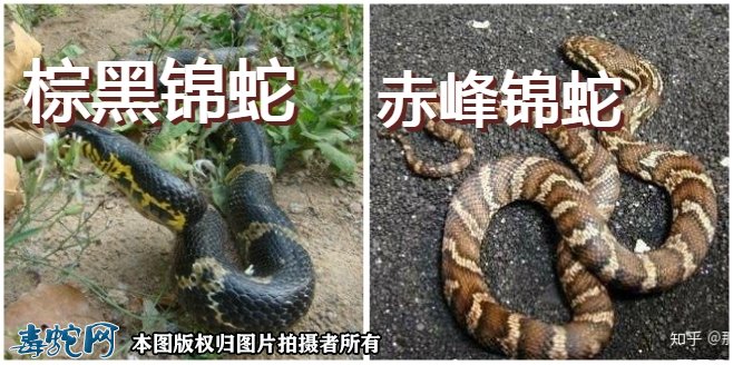 棕黑锦蛇和赤峰锦蛇区分？