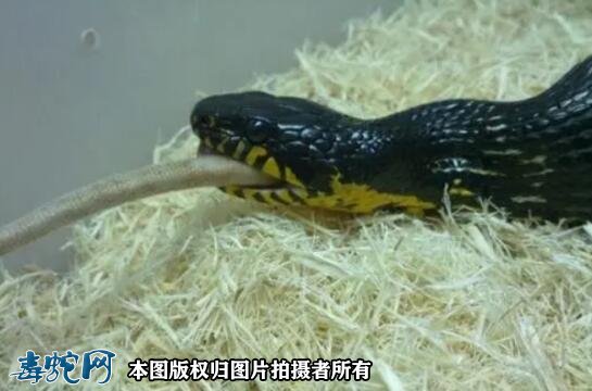 棕黑锦蛇吃活的还是死的鼠？