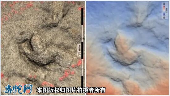 中国最小恐龙足迹在四川发现！该恐龙约麻雀大小足迹长仅10.2毫米！