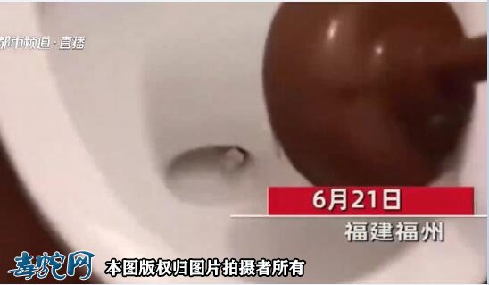 马桶钻出大蛇!这还让不让人上厕所了!心里阴影太大!
