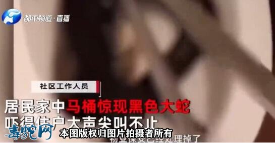 马桶钻出大蛇!这还让不让人上厕所了!心里阴影太大!