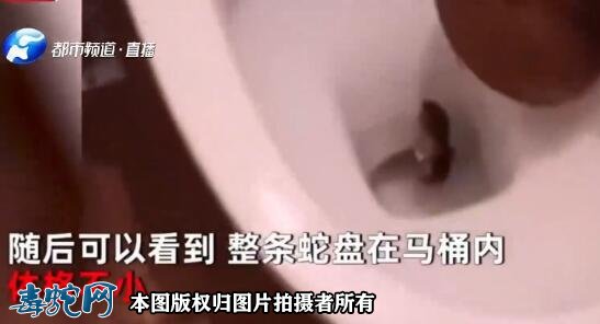马桶钻出大蛇!这还让不让人上厕所了!心里阴影太大!
