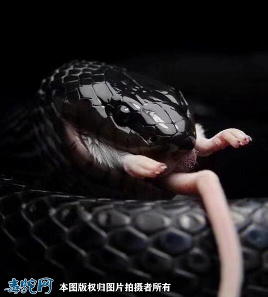 黑王蛇多少钱一只