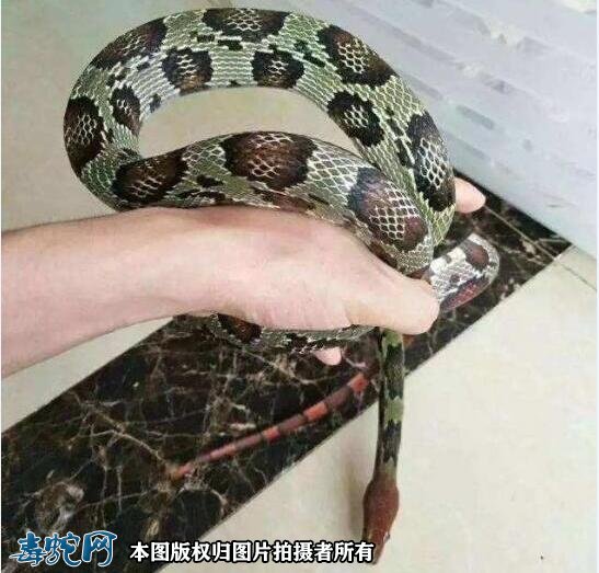 百花锦蛇好吃吗