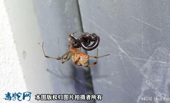 小小蜘蛛打破食物链逆捕毒蛇!蛇被蜘蛛缠绕咬住只能等死!