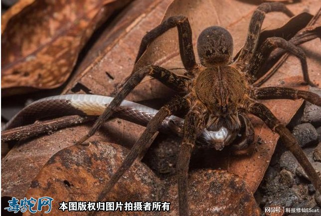 小小蜘蛛打破食物链逆捕毒蛇！蛇被蜘蛛缠绕咬住只能等死！