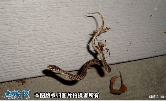 小小蜘蛛打破食物链逆捕毒蛇!蛇被蜘蛛缠绕咬住只能等死!