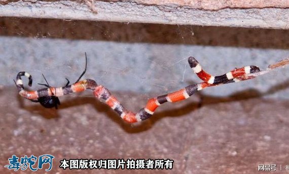 小小蜘蛛打破食物链逆捕毒蛇!蛇被蜘蛛缠绕咬住只能等死!