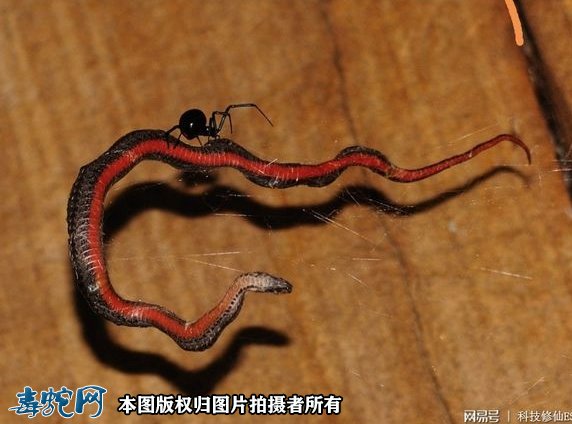 小小蜘蛛打破食物链逆捕毒蛇!蛇被蜘蛛缠绕咬住只能等死!