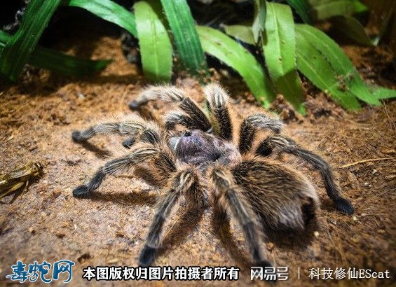 小小蜘蛛打破食物链逆捕毒蛇!蛇被蜘蛛缠绕咬住只能等死!