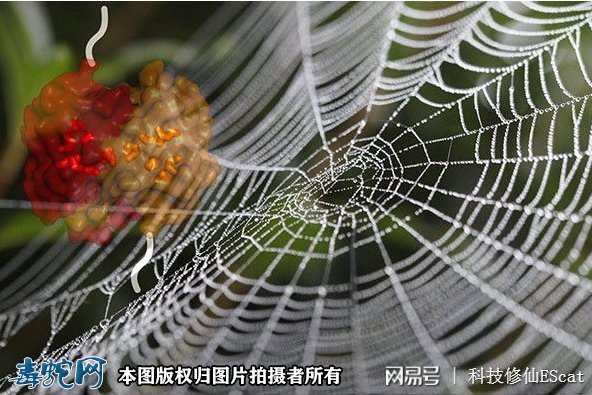 小小蜘蛛打破食物链逆捕毒蛇!蛇被蜘蛛缠绕咬住只能等死!