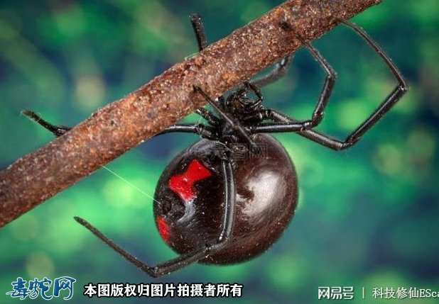 小小蜘蛛打破食物链逆捕毒蛇!蛇被蜘蛛缠绕咬住只能等死!