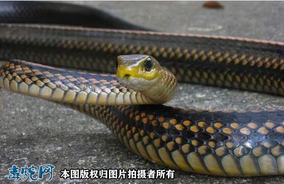 安徽一大蛇偷入鸡舍被卡住！乌梢蛇药用价值比较高！