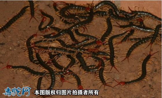 2021年蜈蚣养殖前景如何?现在养殖蜈蚣还赚钱吗?