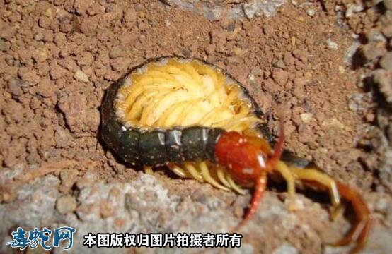 2021年蜈蚣养殖前景如何?现在养殖蜈蚣还赚钱吗?