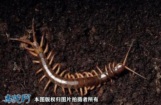 2021年蜈蚣养殖前景如何?现在养殖蜈蚣还赚钱吗?