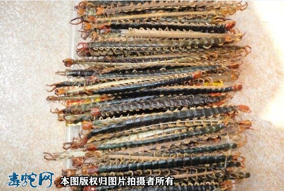 2021年蜈蚣养殖前景如何?现在养殖蜈蚣还赚钱吗?