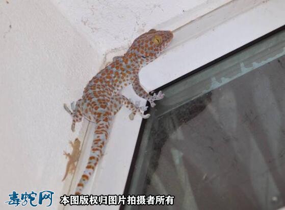 壁虎进家里预示什么?