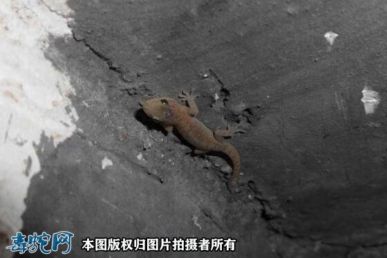 壁虎进家里预示什么?