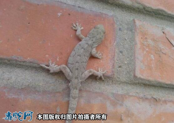 壁虎进家里预示什么?