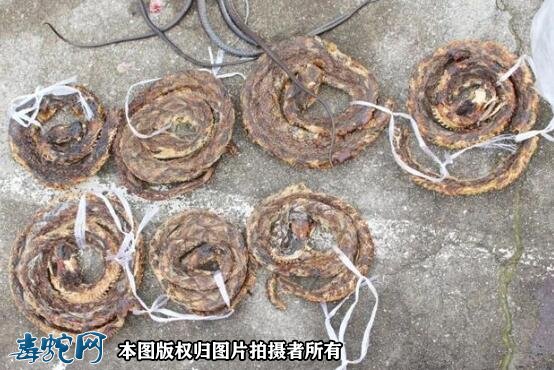 台州男子家里搜出500多条蛇！想赚点“快钱”被抓！