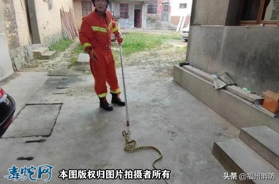 福州38天已接“蛇类警情”101起！消防员上演“捕蛇记”！