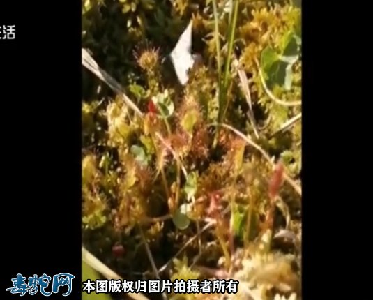 能吃虫的菜！圆叶茅膏菜是怎么吃虫子的？